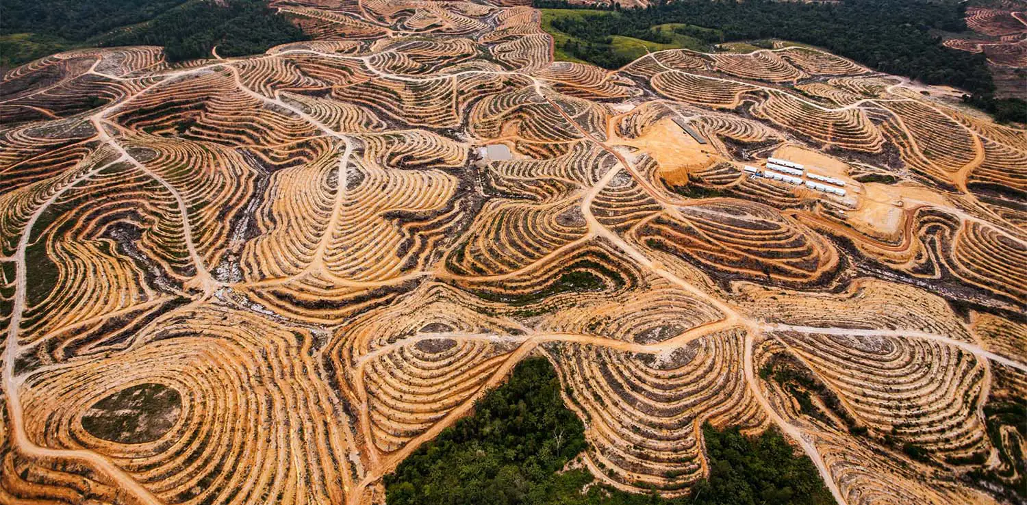 Forest clearing in orangutan habitat for agricultural purposes in East Kotawaringin, Central Kalimantan, in 2014.