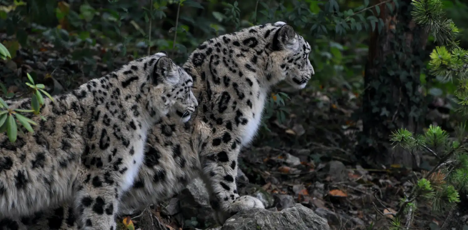 two snow leopards