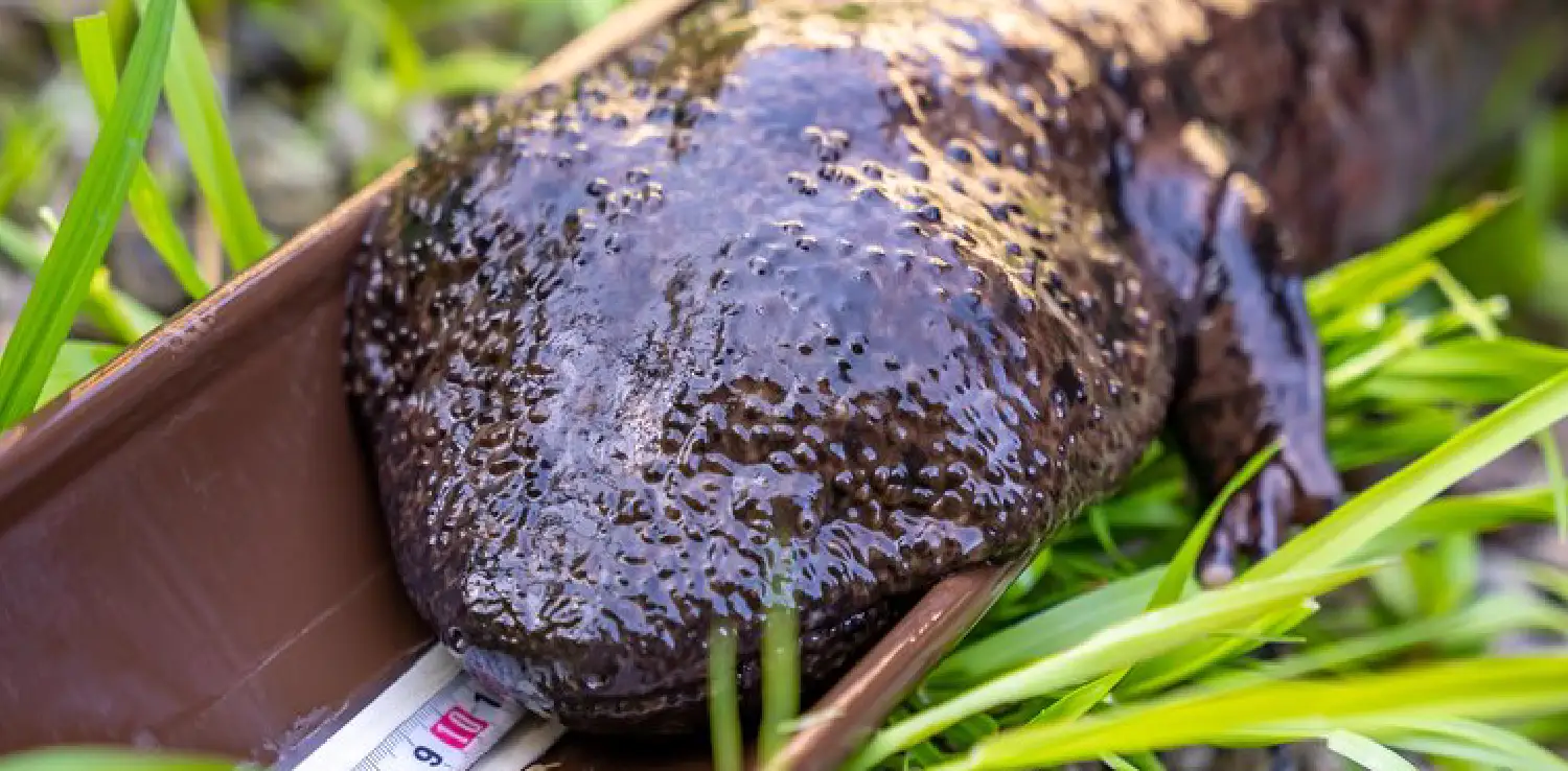 A Japanese giant salamander is lying on top of measuring tape