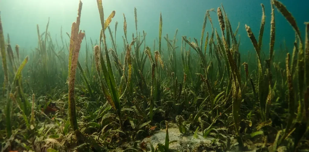 seagrass on the ocean bed