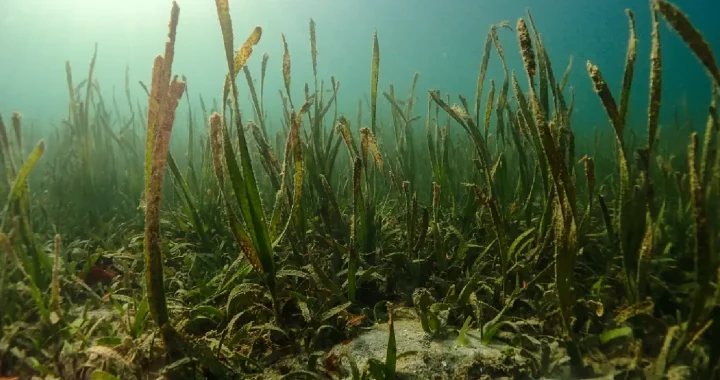 seagrass on the ocean bed