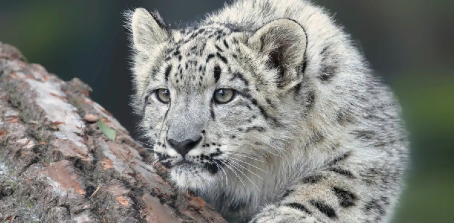 a snow leopard cub eyeing its prey