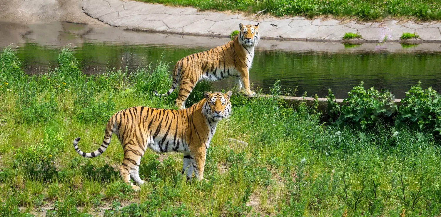 two tigers are looking at the camera while standing in a green field beside a river.