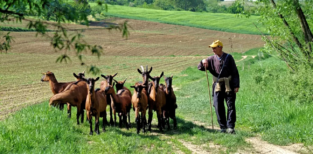 a man standing beside a herd of goat in front of green fields