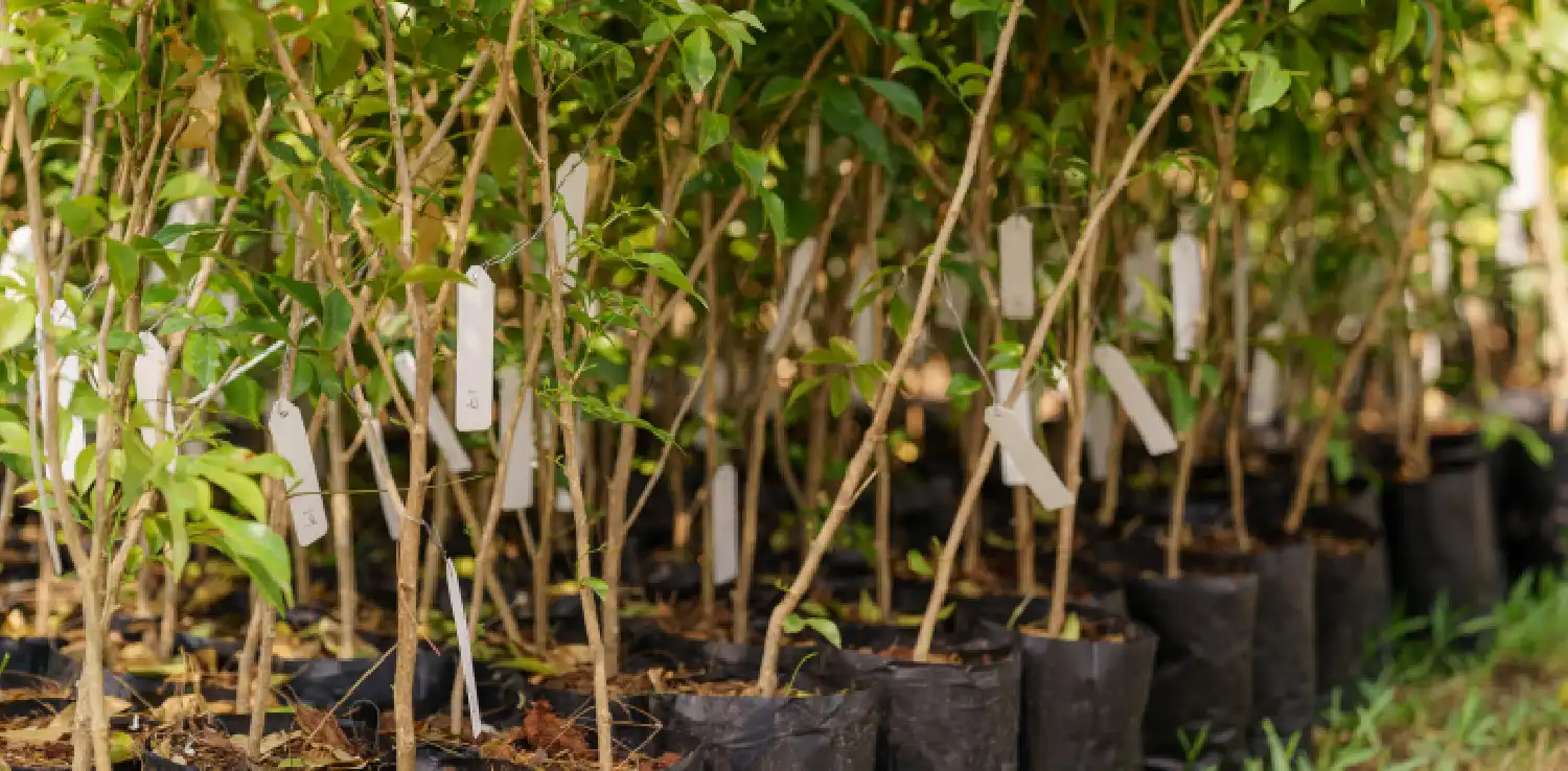 tree saplings with labels