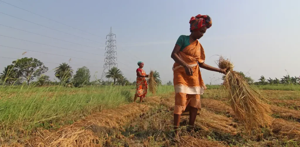 two women working on a paddy field