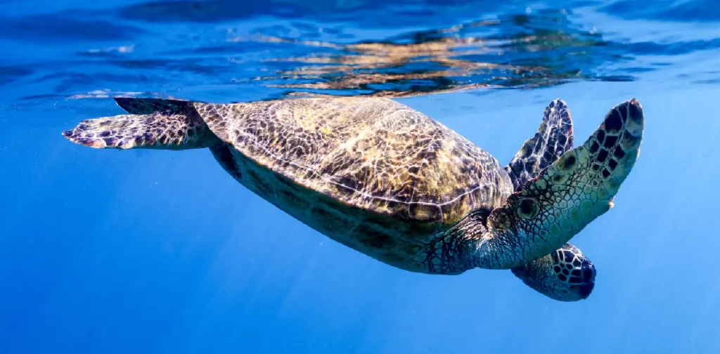 a sea turtle almost surfacing in the ocean