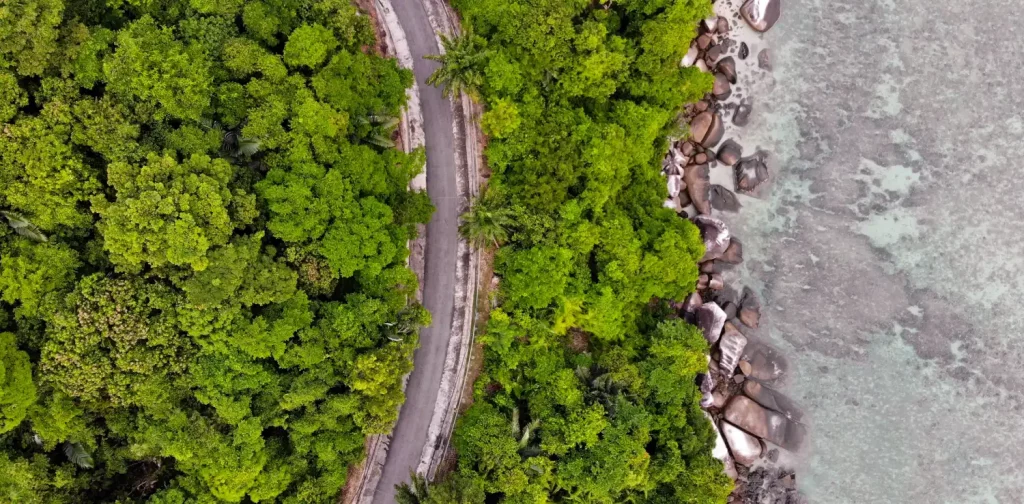 aerial shot of green trees near the coast cut by a road