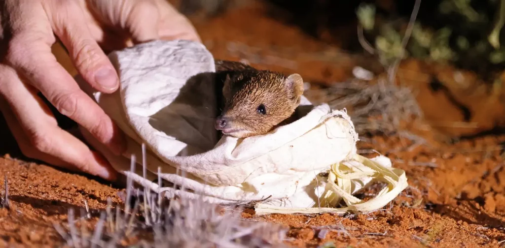 a golden bandicoot wrapped in a white cloth