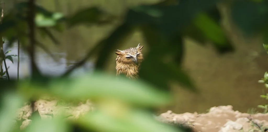 an owl peeking through leaves
