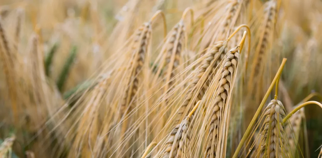 rice grains