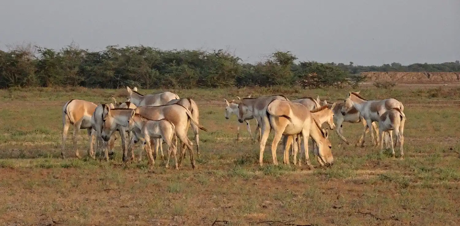 A herd of Asiatic wild ass grazing in the grassland.