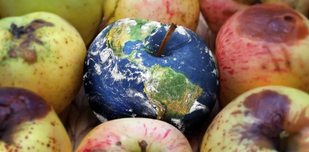 a close up shot of rotten apples with a globe apple in the middle