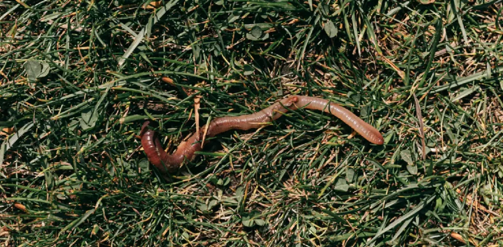 a red earthworm crawling on grassy soil