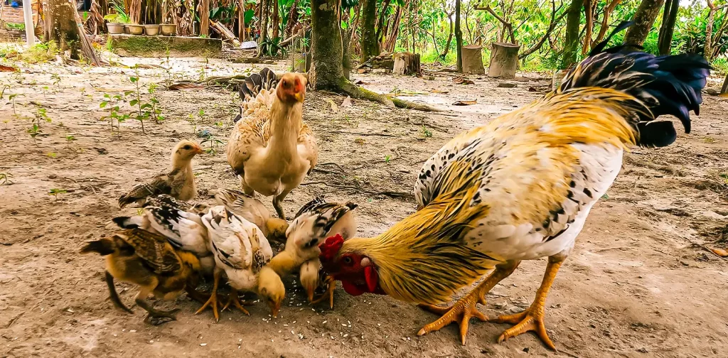 a rooster, a hen, and seven chicks eating rice on the ground in an open area