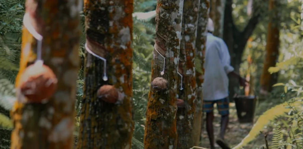a row of rubber trees