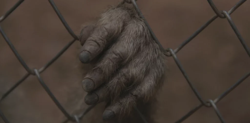 an ape’s hand holding metal fence