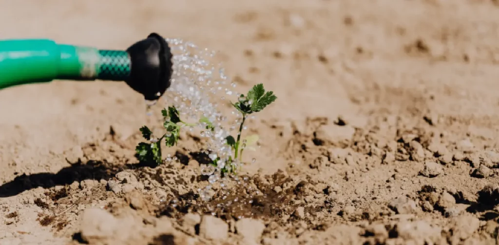 a close up photo of hose watering a plant