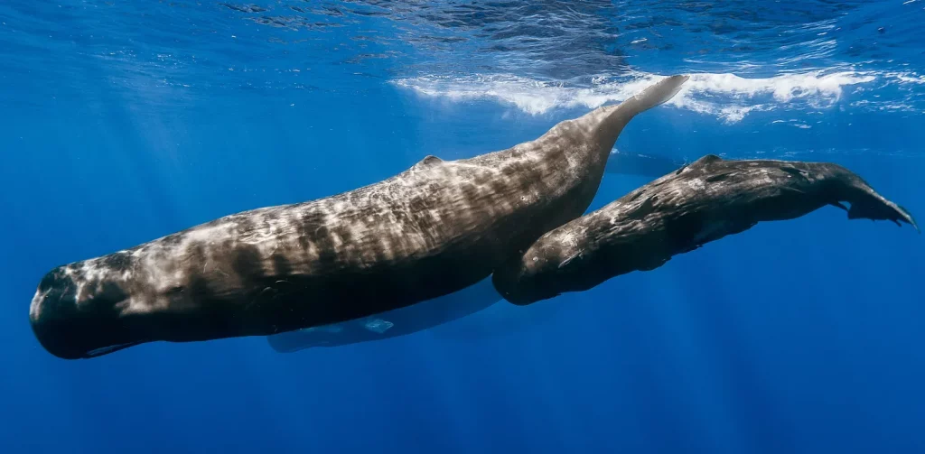 an adult and baby sperm whale in the ocean
