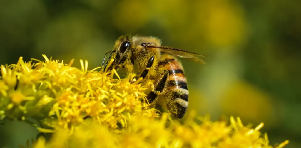 bee species Apis melifera collecting pollen on flower
