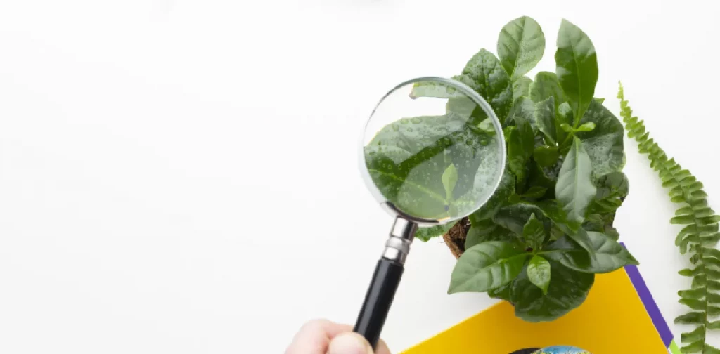 magnifying glass on a plant with a book and a mini globe in the background