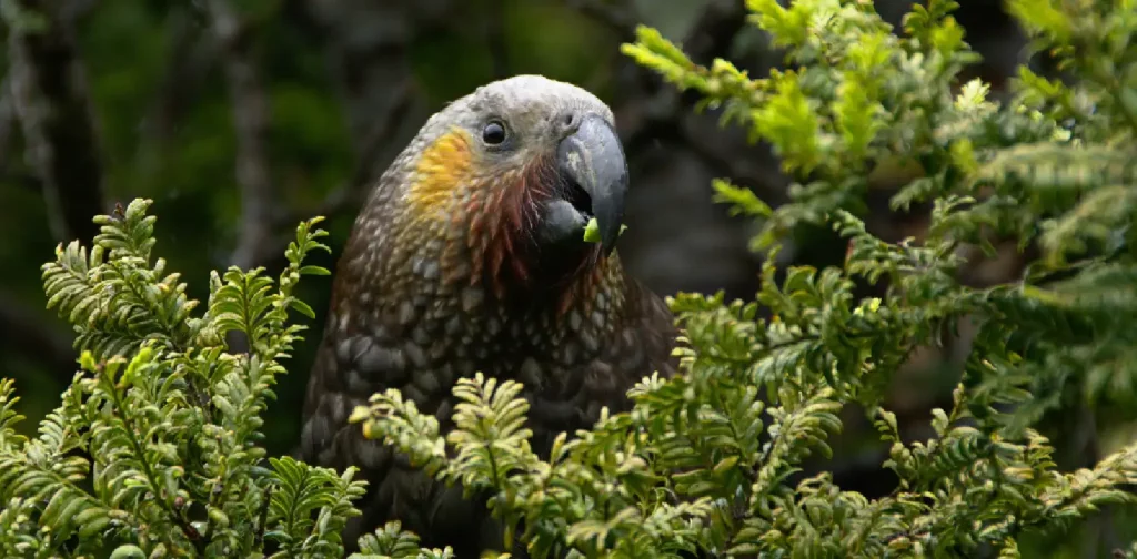 a bird surrounded by plants