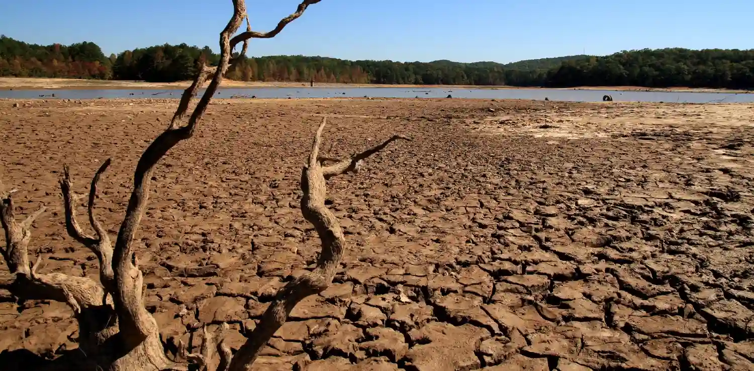 Dry branches on dry soil