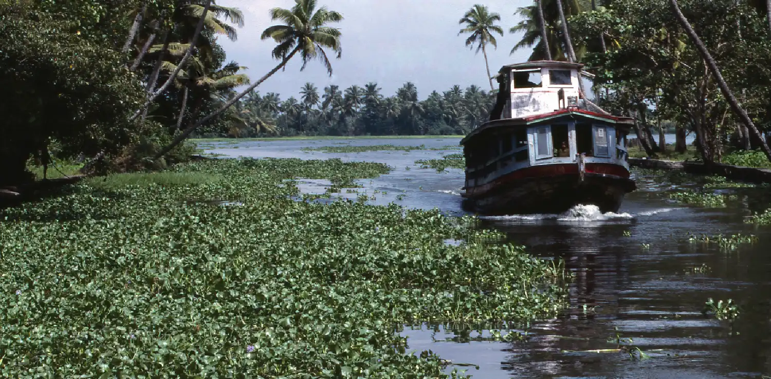 a body of water with water hyacinths covering the surface and a boat floating on it