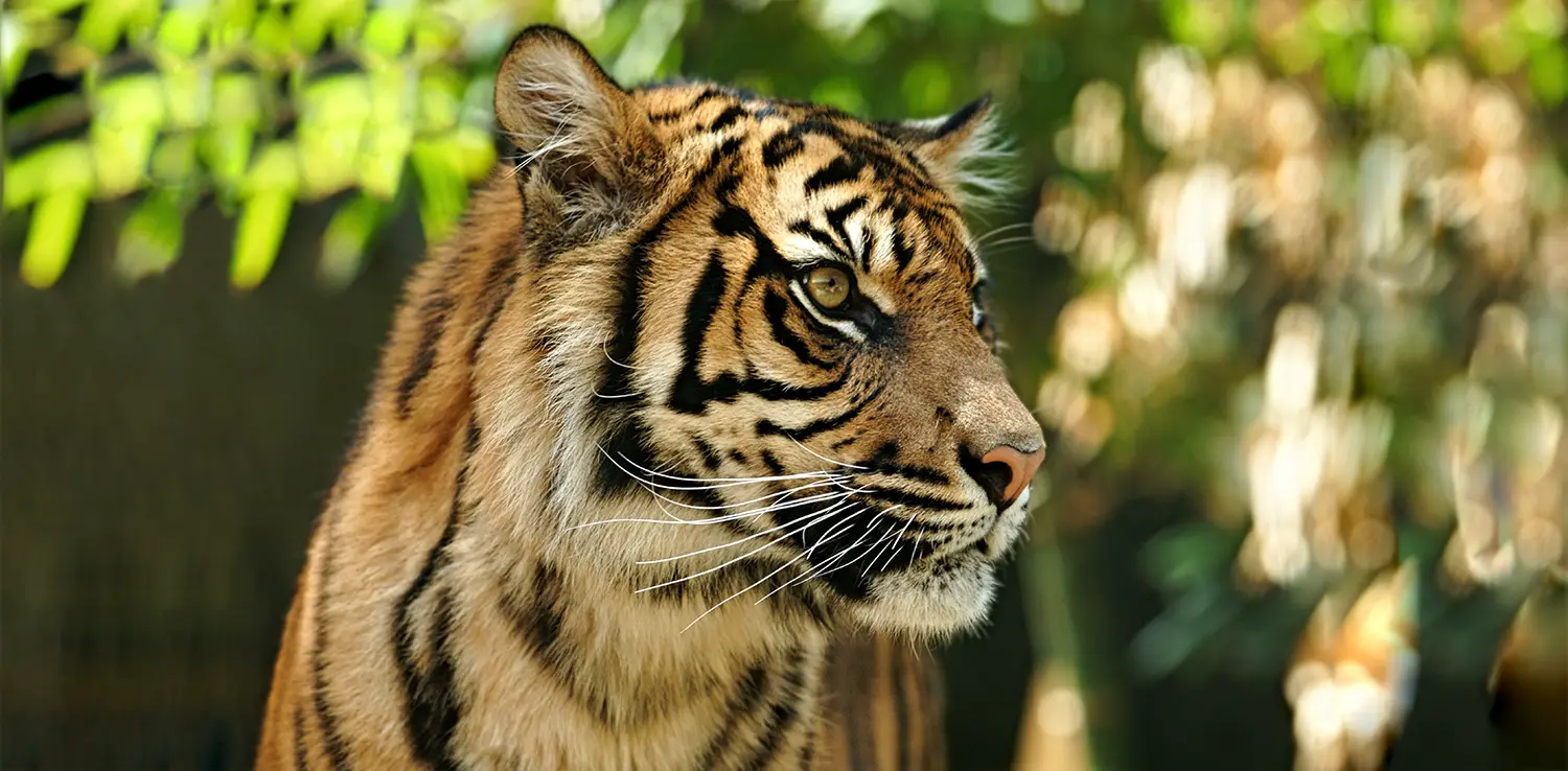 An endangered Sumatran Tiger