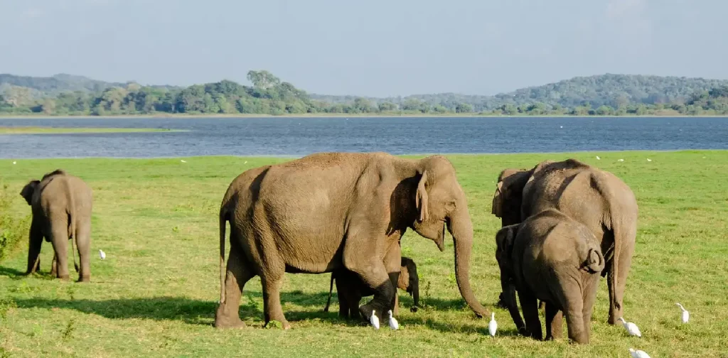 Asian elephants near a lake