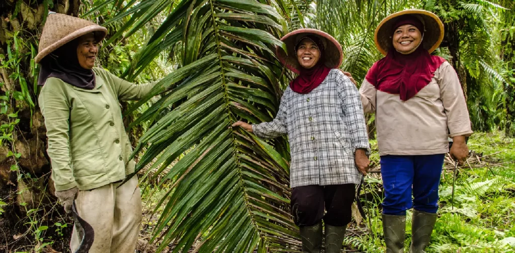 hree female workers with conical hat at the palm plantation