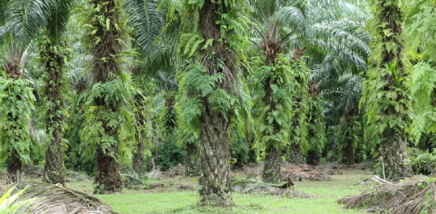 Oil palm trees with plants on their main stems.