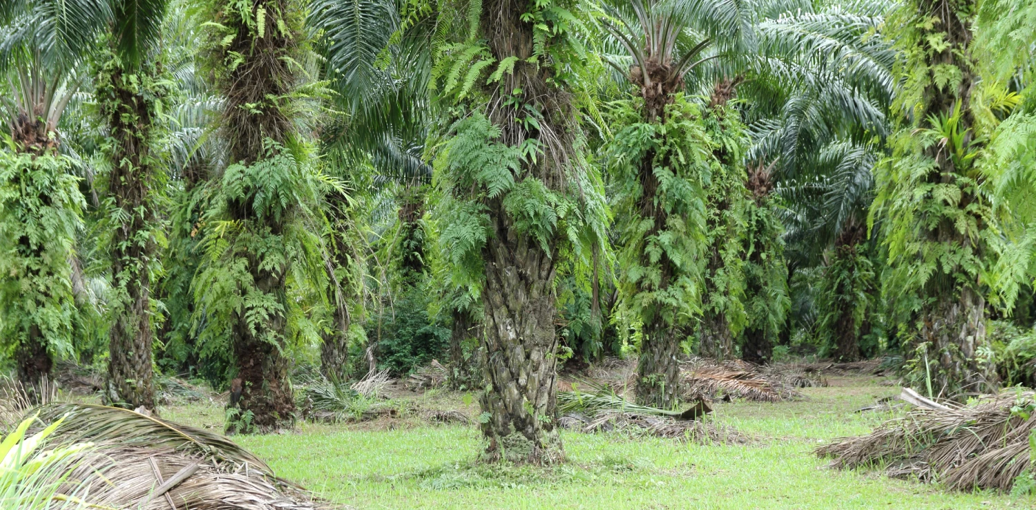 Oil palm trees with plants on their main stems.Photo: Freepik.