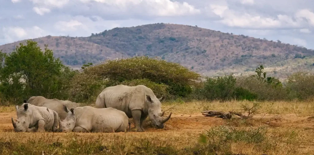 a herd of rhinoceros are resting in the middle of a field