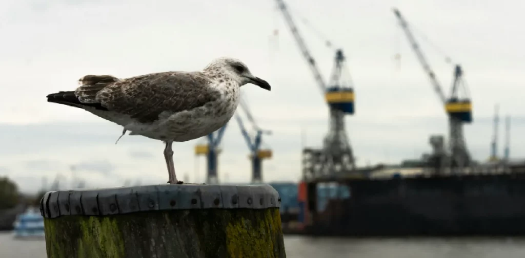 close up of seagull sitting by the coast near a construction site