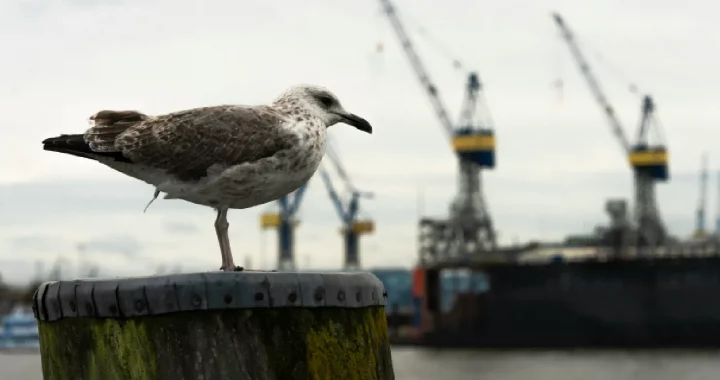 close up of seagull sitting by the coast near a construction site