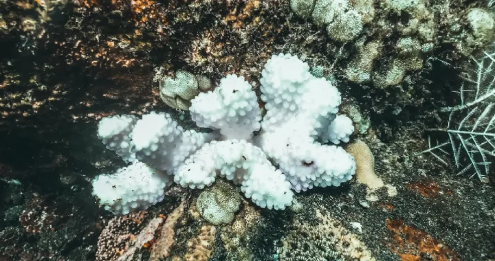 a bleached coral in the middle of normal ones