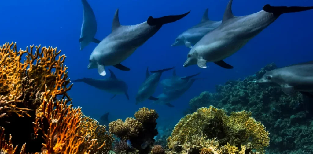 a group of dolphins swimming over coral reefs
