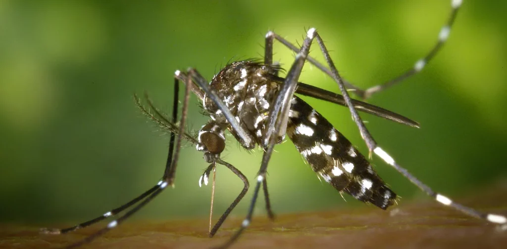 a close up photo of Aedes aegypti mosquito