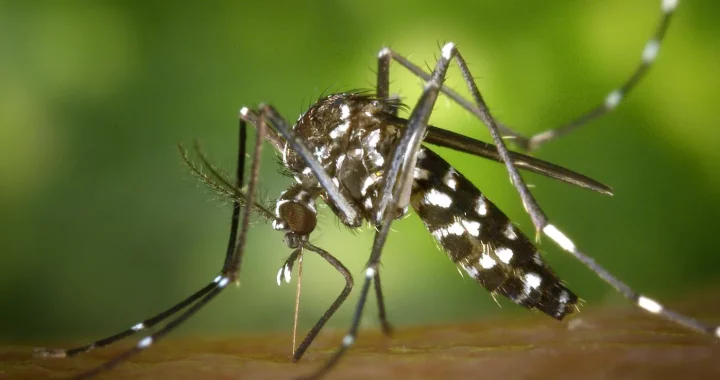 a close up photo of Aedes aegypti mosquito