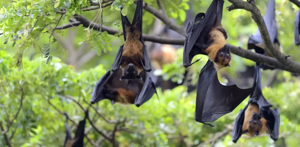 Flying foxes hanging on a tree