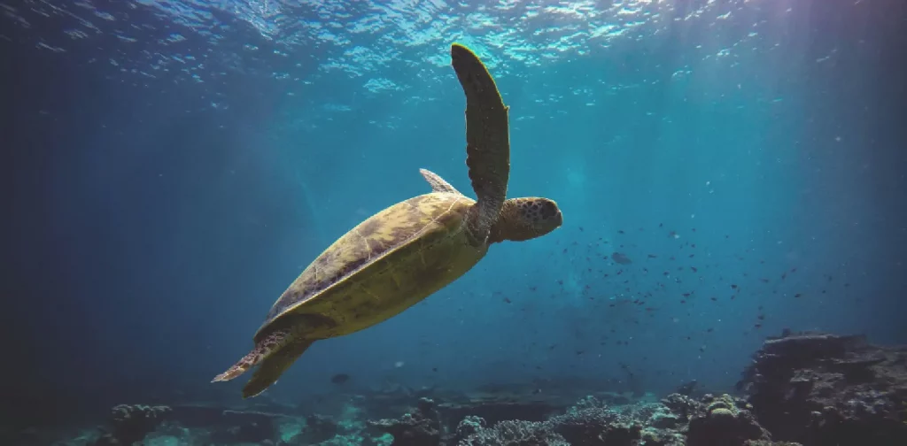 a sea turtle swimming