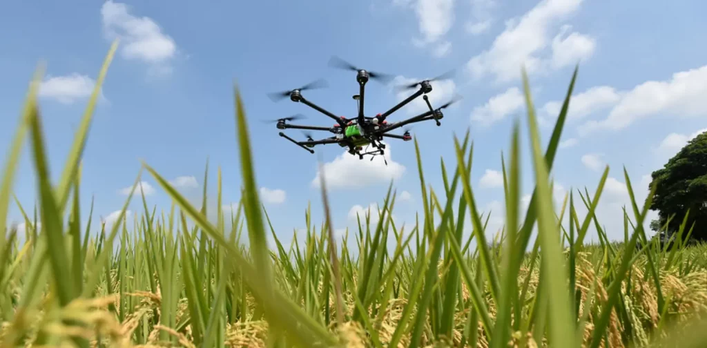a drone flying over a rice field