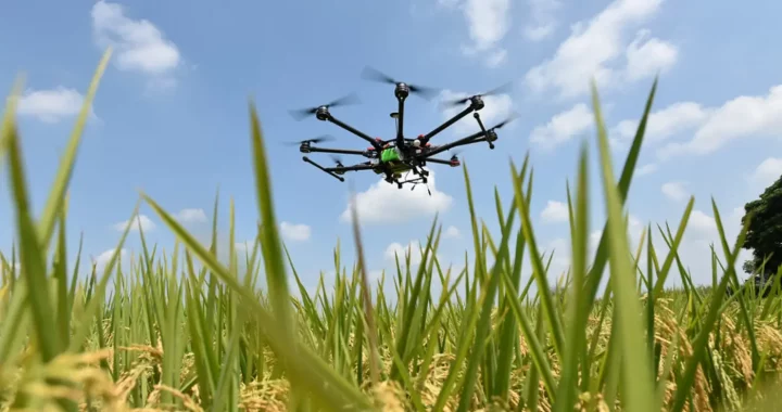 a drone flying over a rice field