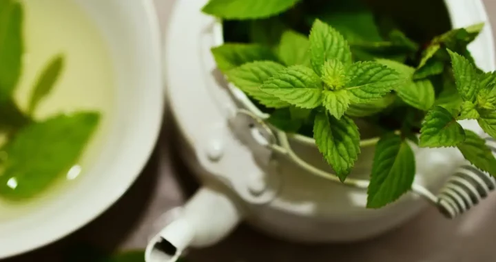 bundle of peppermint leaves in white pot