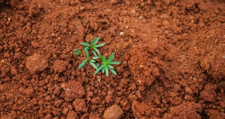 small green plant among healthy soil