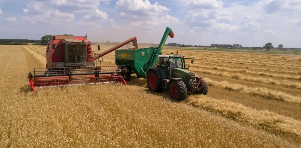 a red harvester and a green tractor harvesting wheat field