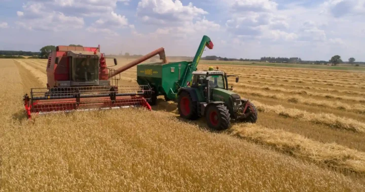 a red harvester and a green tractor harvesting wheat field
