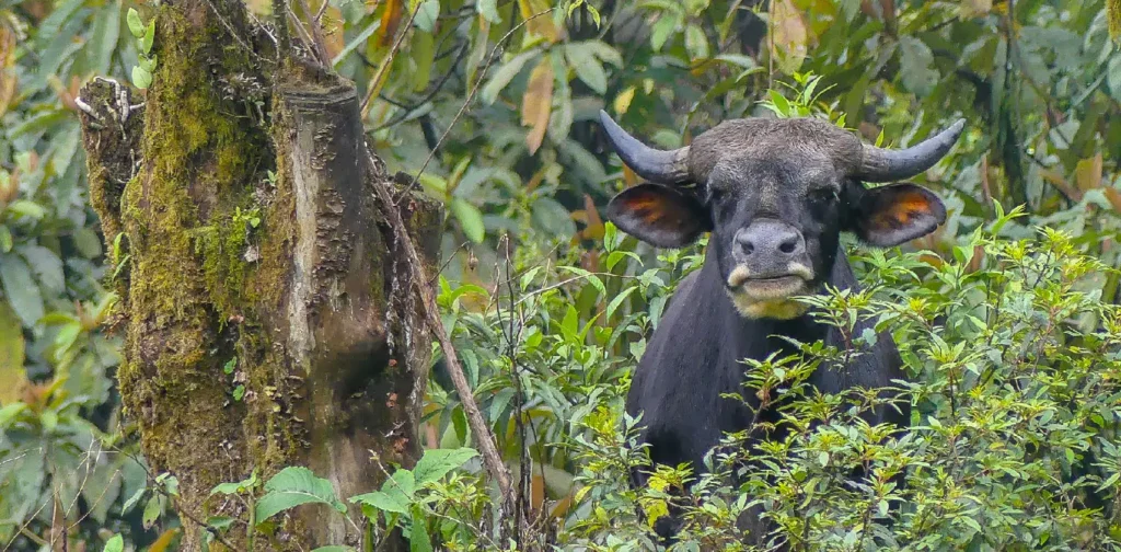 a mithun, an ox-like animal, in the middle of a forest