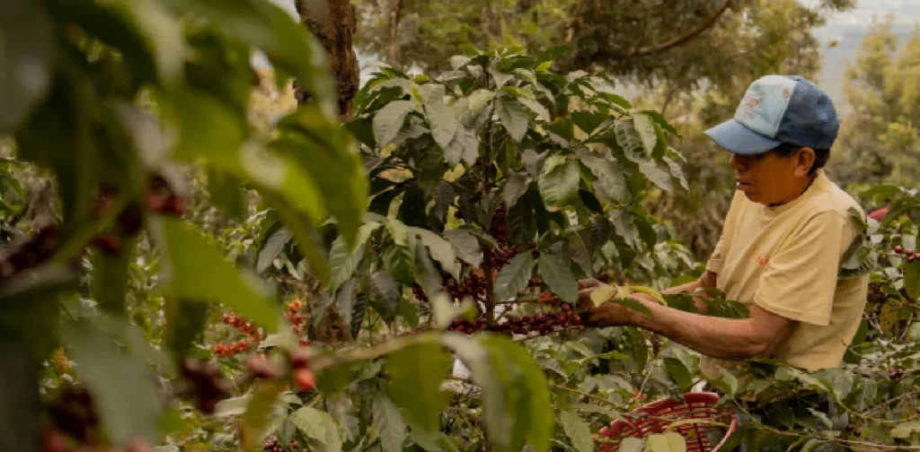 a farmer picking coffee bean at a farm